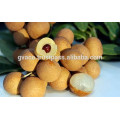 FRESH LONGAN FROM VIETNAM BEST PRICE